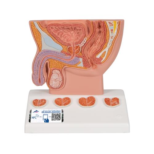 前列腺模型，实际大小的1/2 - 3B Smart Anatomy, 1000319 [K41], 泌尿系统 模型