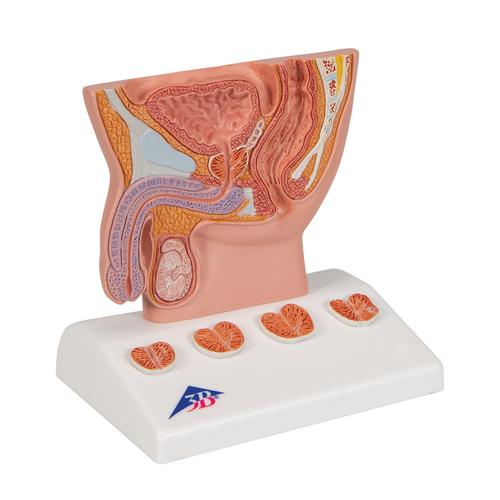 Modelo de la próstata - 3B Smart Anatomy, 1000319 [K41], Modelos del Sistema Urinario
