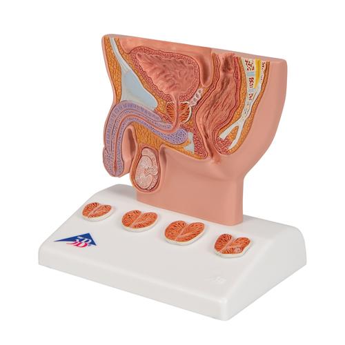 前列腺模型，实际大小的1/2 - 3B Smart Anatomy, 1000319 [K41], 泌尿系统 模型