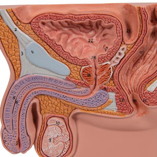 前列腺模型，实际大小的1/2 - 3B Smart Anatomy, 1000319 [K41], 男性健康教育