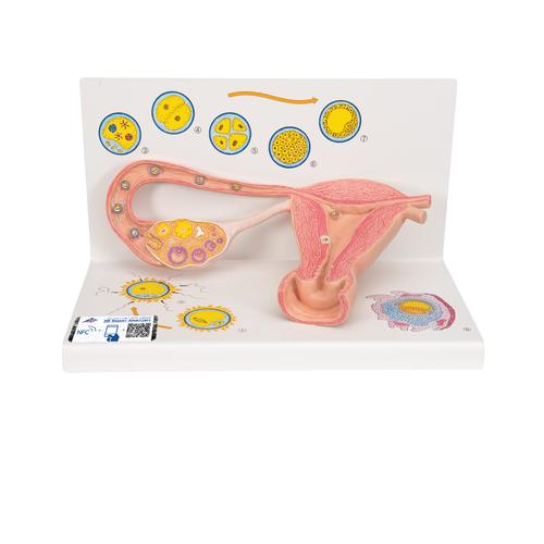 Ovaries & Fallopian Tubes Model with Stages of Fertilization, 2-times magnified - 3B Smart Anatomy, 1000320 [L01], Women's Health Education