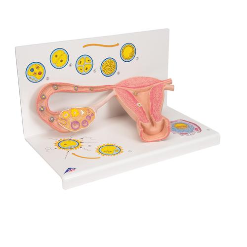 수정 및 배아 발달 단계 모형 Stages of Fertilization and of the Embryo- 2-times Magnification - 3B Smart Anatomy, 1000320 [L01], 임신 모형