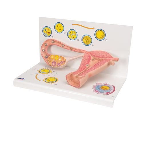 Ovaries & Fallopian Tubes Model with Stages of Fertilization, 2-times magnified - 3B Smart Anatomy, 1000320 [L01], Women's Health Education
