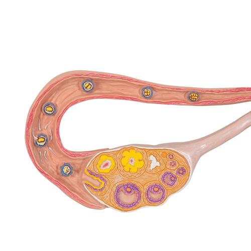 Ovaries & Fallopian Tubes Model with Stages of Fertilization, 2-times magnified - 3B Smart Anatomy, 1000320 [L01], Pregnancy Models