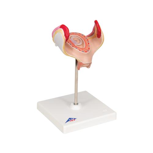 Embrió modell, 1. hónap - 3B Smart Anatomy, 1000322 [L10/1], Ember