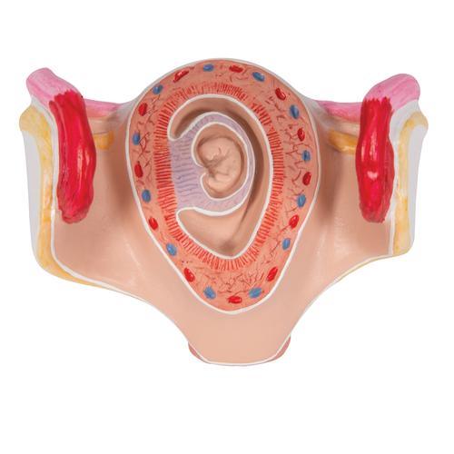 Embrió modell, 1. hónap - 3B Smart Anatomy, 1000322 [L10/1], Terhességi modellek