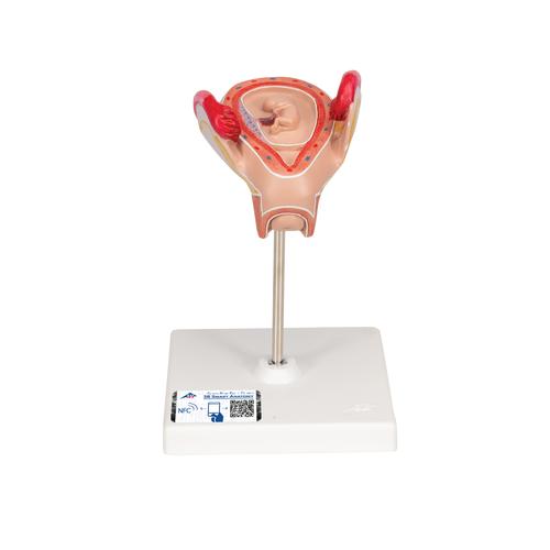 Модель эмбриона, 2 мес. - 3B Smart Anatomy, 1000323 [L10/2], Модели стадий беременности