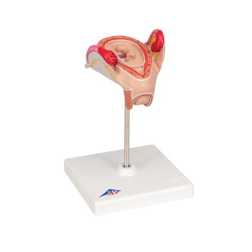 Modelo de embrión, segundo mes - 3B Smart Anatomy, 1000323 [L10/2], Ser humano