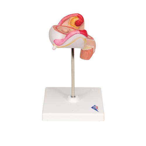 2개월의 태아 모형 Embryo Model, 2nd Month - 3B Smart Anatomy, 1000323 [L10/2], 임신 모형