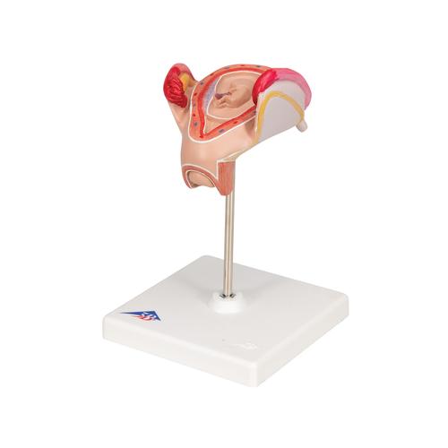 Modello di embrione, 2º mese - 3B Smart Anatomy, 1000323 [L10/2], Modelli Gravidanza