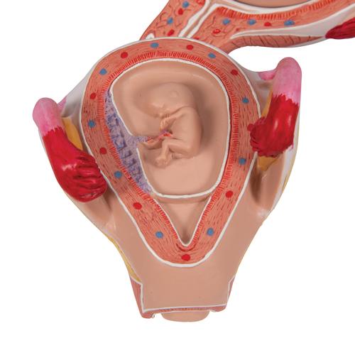 2개월의 태아 모형 Embryo Model, 2nd Month - 3B Smart Anatomy, 1000323 [L10/2], 임신 모형