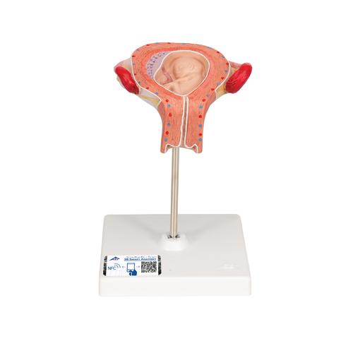 Fetus Modell, 3. Monat - 3B Smart Anatomy, 1000324 [L10/3], Schwangerschaft