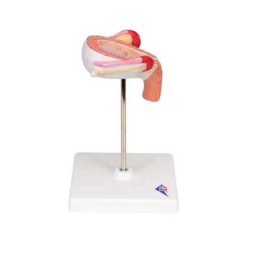 Embrió modell, 3. hónap - 3B Smart Anatomy, 1000324 [L10/3], Ember