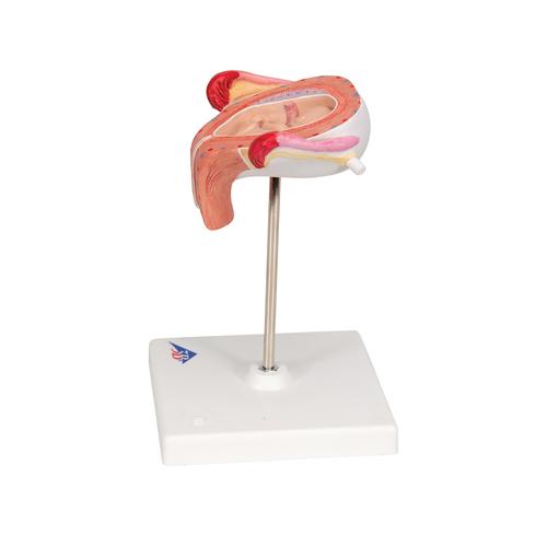 Embrió modell, 3. hónap - 3B Smart Anatomy, 1000324 [L10/3], Ember
