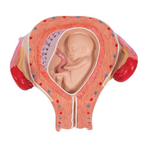 3개월의 태아 모형 Fetus Model, 3rd Month - 3B Smart Anatomy, 1000324 [L10/3], 인간 모형