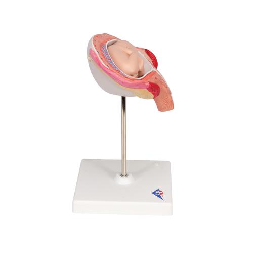 Fetus Modell, 4. Monat, Bauchlage - 3B Smart Anatomy, 1018626 [L10/4], Schwangerschaft