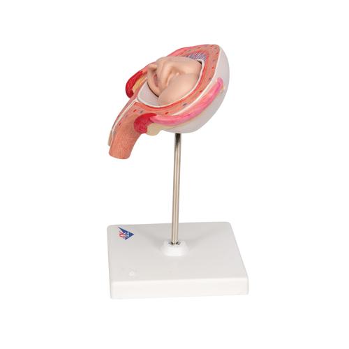 Плод, 4 месяца, абдоминальное положение - 3B Smart Anatomy, 1018626 [L10/4], Модели стадий беременности