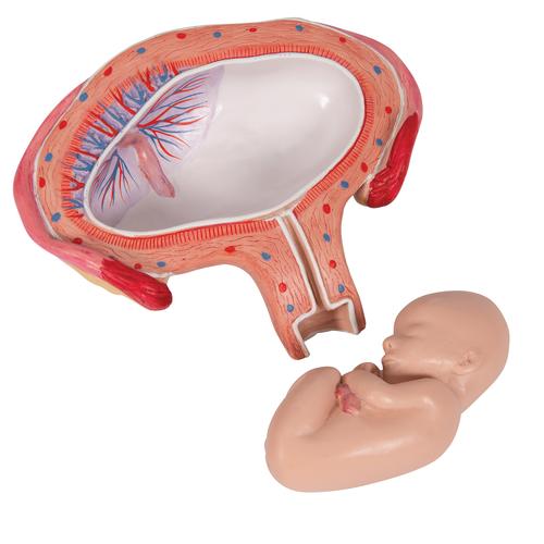 第四个月胎儿，腹卧位 - 3B Smart Anatomy, 1018626 [L10/4], 妊娠模型