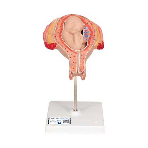 第五个月胎儿，臀位 - 3B Smart Anatomy, 1018630 [L10/5], 人类