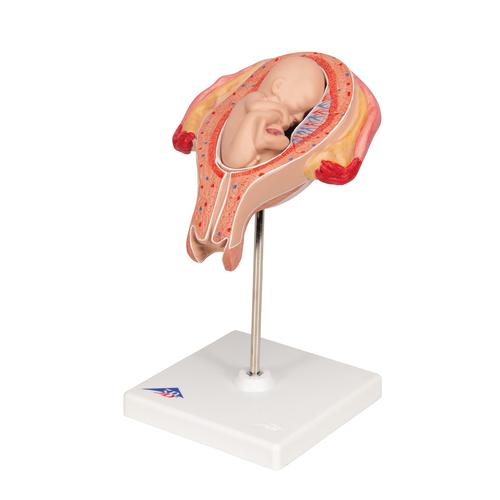 Fetus Model, 5th Month in Breech Position - 3B Smart Anatomy, 1018630 [L10/5], Pregnancy Models