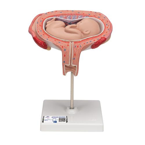 Fetus Model, 5th Month in Dorsal Position - 3B Smart Anatomy, 1000327 [L10/6], Pregnancy Models