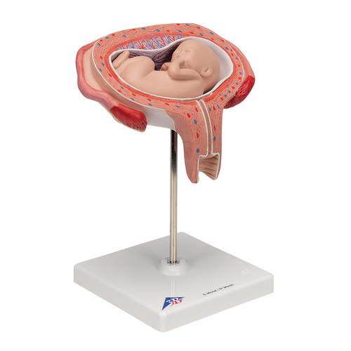 5개월의 태아 모형 (가로로 위치)  5th Month Fetus - Transverse Lie - 3B Smart Anatomy, 1000327 [L10/6], 인간 모형