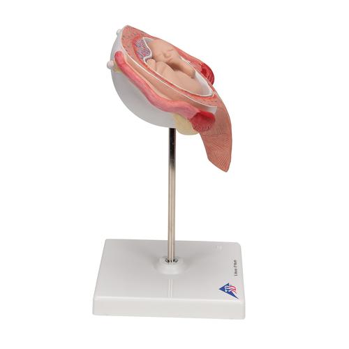 第五个月胎儿，仰卧位 - 3B Smart Anatomy, 1000327 [L10/6], 妊娠模型