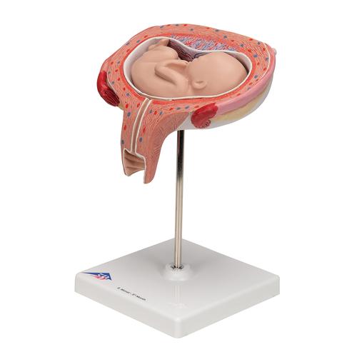 5개월의 태아 모형 (가로로 위치)  5th Month Fetus - Transverse Lie - 3B Smart Anatomy, 1000327 [L10/6], 인간 모형