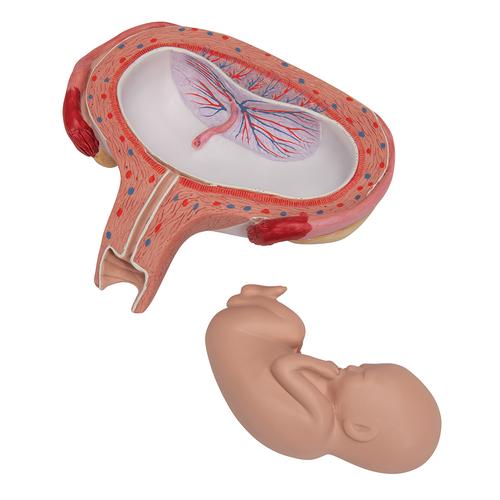 Feto 5º mes, boca arriba - 3B Smart Anatomy, 1000327 [L10/6], Modelos de Embarazo