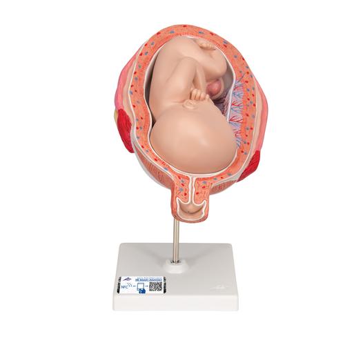 第七个月胎儿 - 3B Smart Anatomy, 1000329 [L10/8], 妊娠模型