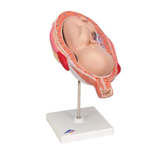 Feto, 7º mese - 3B Smart Anatomy, 1000329 [L10/8], Modelli Gravidanza