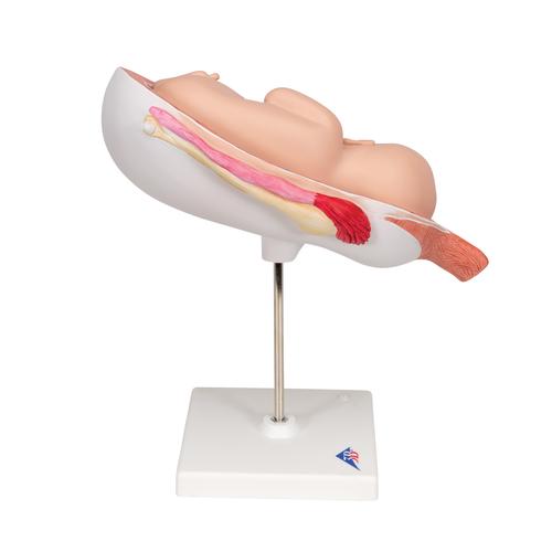 Fetus Modell, 7. Monat - 3B Smart Anatomy, 1000329 [L10/8], Mensch