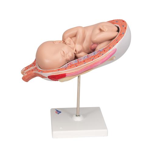 Feto no 7º mês, posição normal, 1000329 [L10/8], Modelo de gravidez