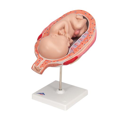 Fetus Model, 7th Month - 3B Smart Anatomy, 1000329 [L10/8], Pregnancy Models