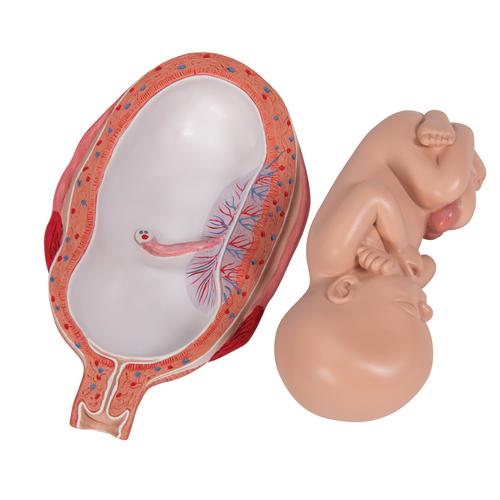 Плод, 7 месяцев - 3B Smart Anatomy, 1000329 [L10/8], Модели стадий беременности