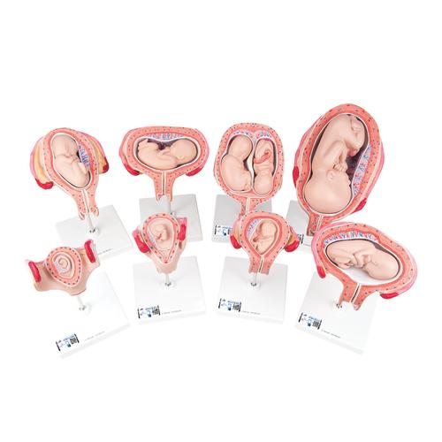 태아발달모형 - 임신모형시리즈  Pregnancy Models Series, 8 Individual Embryo & Fetus Models - 3B Smart Anatomy, 1018627 [L10], 인간 모형