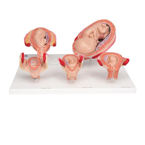 Pregnancy Models Series, 5 Embryo & Fetus Models on a Base - 3B Smart Anatomy, 1018633 [L11/9], Pregnancy Models