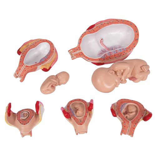 Série de gravidez 3B Scientific®, 5 Modelos, 1018633 [L11/9], Modelo de gravidez