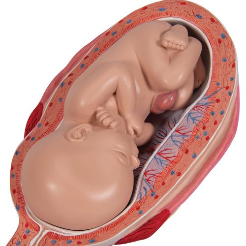 Serie 3B Scientific® de Embarazo, 5 Modelos - 3B Smart Anatomy, 1018633 [L11/9], Modelos de Embarazo