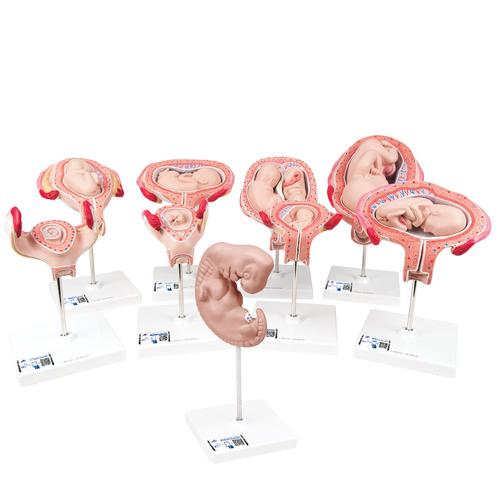 Стадии развития эмбриона, набор из 9 моделей - 3B Smart Anatomy, 1018628 [L11], Модели по оплодотворению и эмбриональному развитию человека