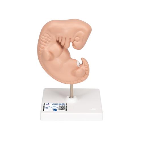 Embryo Modell, 25-fache Gr&ouml;&szlig;e, 1014207 [L15], Schwangerschaft