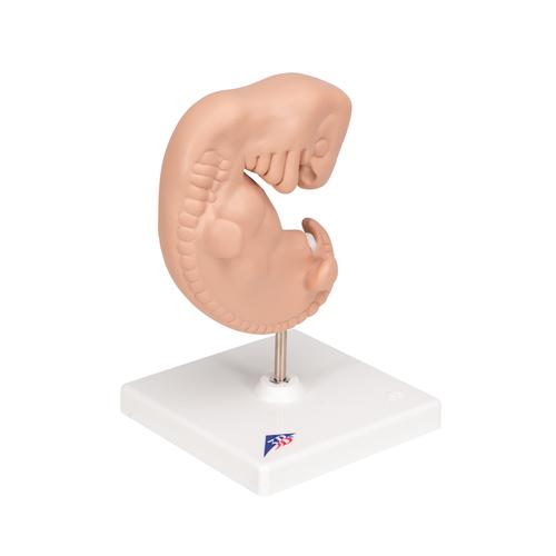 胚胎模型，实物的25倍 - 3B Smart Anatomy, 1014207 [L15], 人类