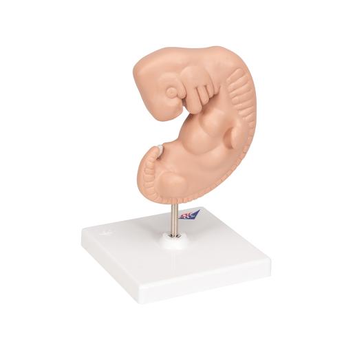 Эмбрион в 25-кратном увеличении - 3B Smart Anatomy, 1014207 [L15], Модели стадий беременности
