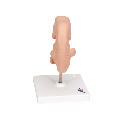 Embryo Modell, 25-fache Gr&ouml;&szlig;e, 1014207 [L15], Schwangerschaft