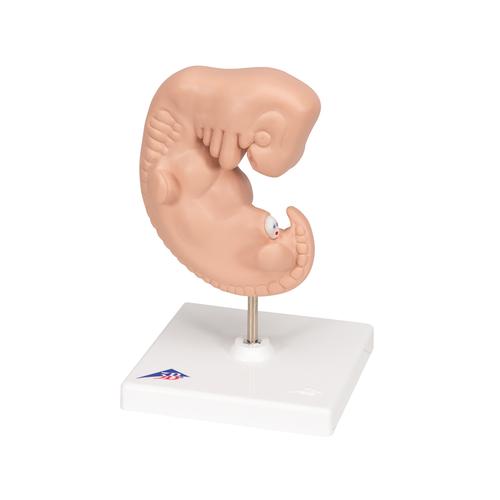 Embrión, 25 veces su tamaño natural - 3B Smart Anatomy, 1014207 [L15], Ser humano