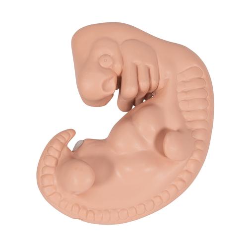 胚胎模型，实物的25倍 - 3B Smart Anatomy, 1014207 [L15], 妊娠模型