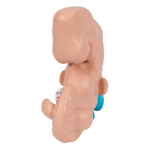 胚胎模型，实物的25倍 - 3B Smart Anatomy, 1014207 [L15], 妊娠模型
