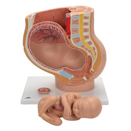 Schwangerschaftsbecken Modell, 3-teilig - 3B Smart Anatomy, 1000333 [L20], Schwangerschaft