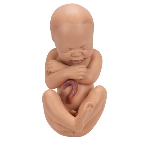Pregnancy Pelvis Model in Median Section with Removable Fetus (40 weeks), 3 part - 3B Smart Anatomy, 1000333 [L20], Pregnancy Models