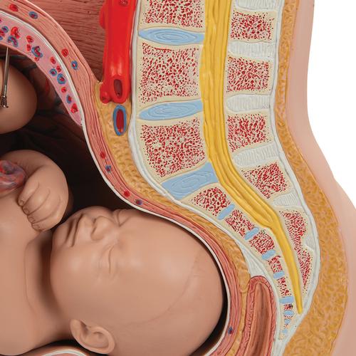 임신 여성의 골반 모형, 3 파트 분리 Pregnancy Pelvis, 3 part - 3B Smart Anatomy, 1000333 [L20], 임신 모형